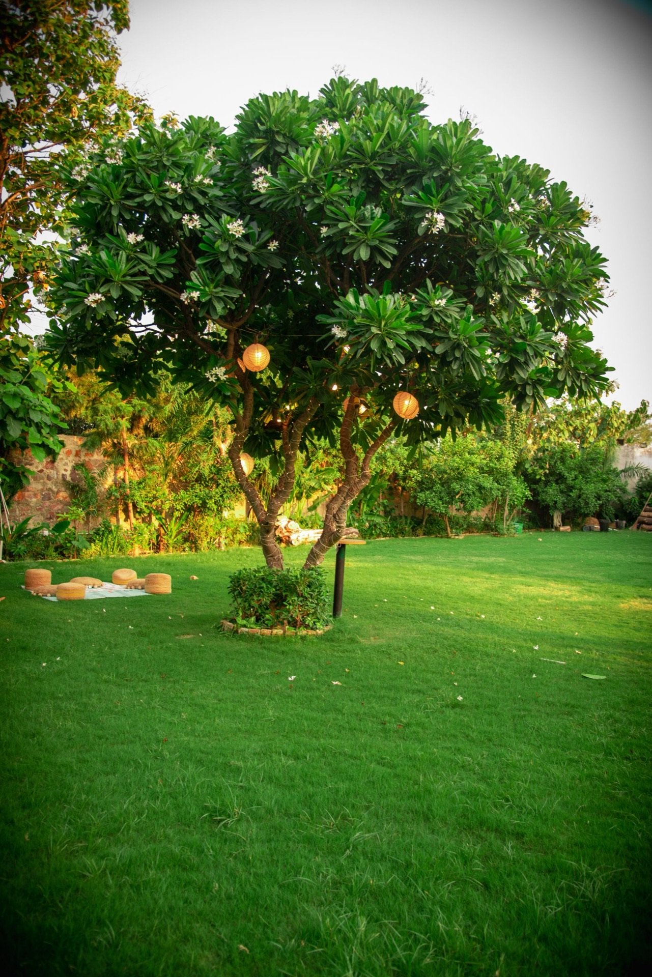 Champa tree with string lights on green lawn — We Woods Farm farmhouse Gurgaon
