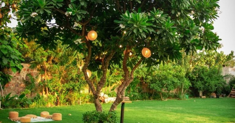 Organic Farming in India: What It Means for Your Food